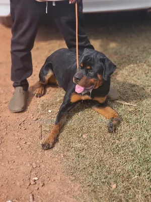 3-6 months Male Purebred Rottweiler