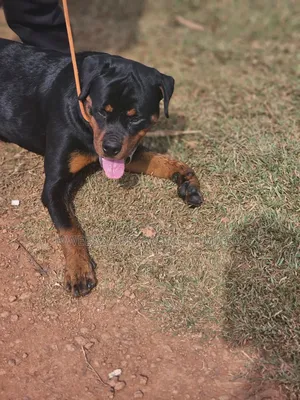 3-6 months Male Purebred Rottweiler