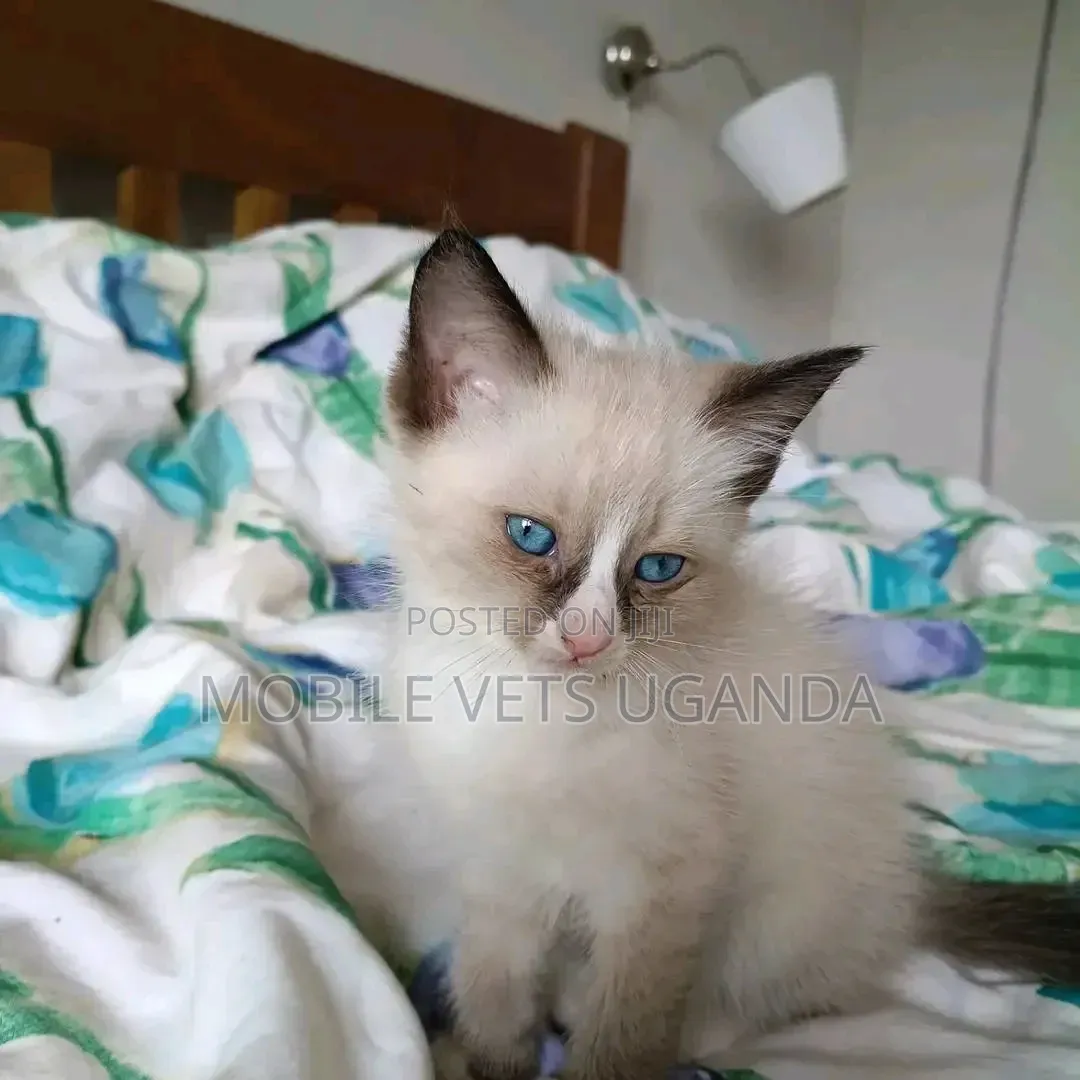 1-3 months Female Purebred Ragdoll