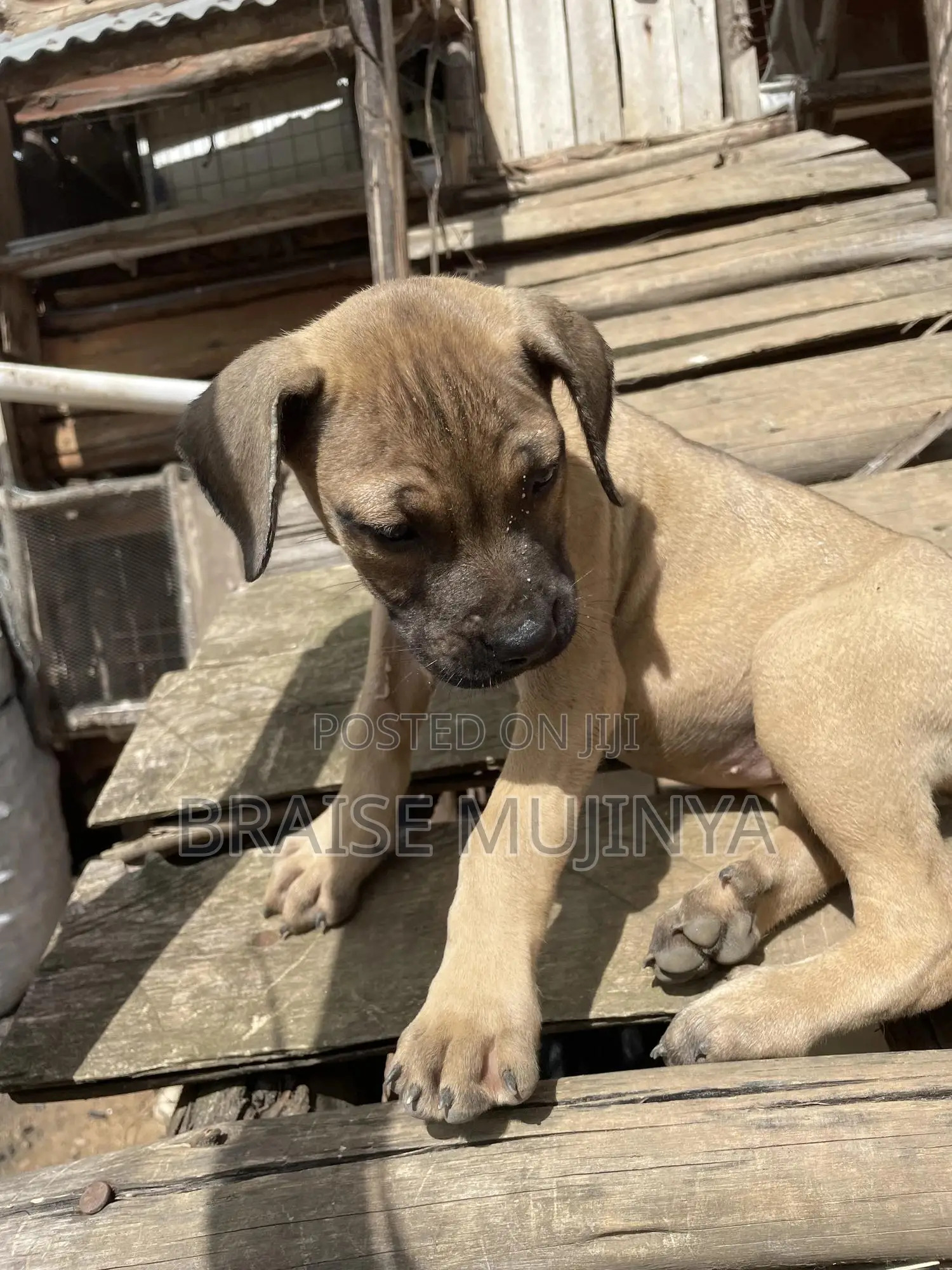 1-3 months Female Purebred Boerboel