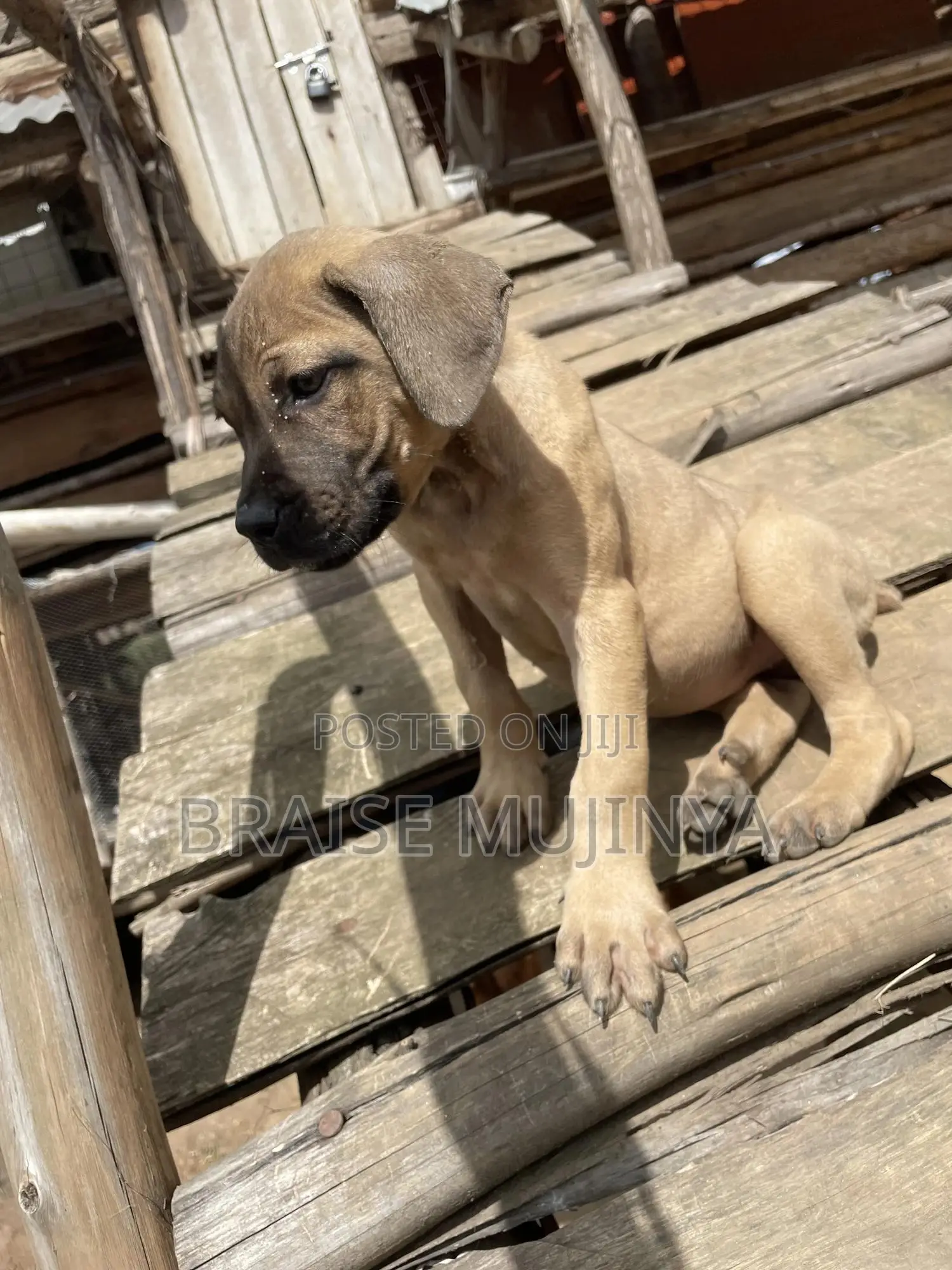 1-3 months Female Purebred Boerboel