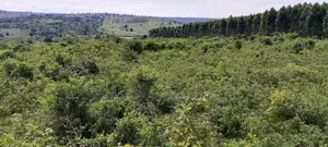 300 Acres of Land Kakungube