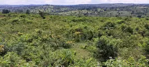 300 Acres of Land Kakungube