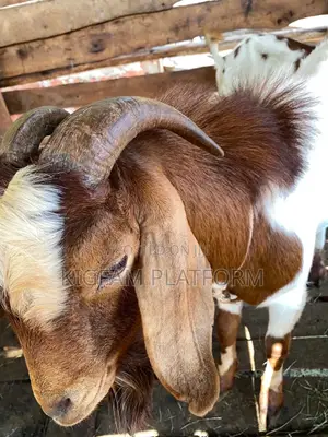 Goats Local Boer and Savanna for Eid ,Farm and Dhuhiya