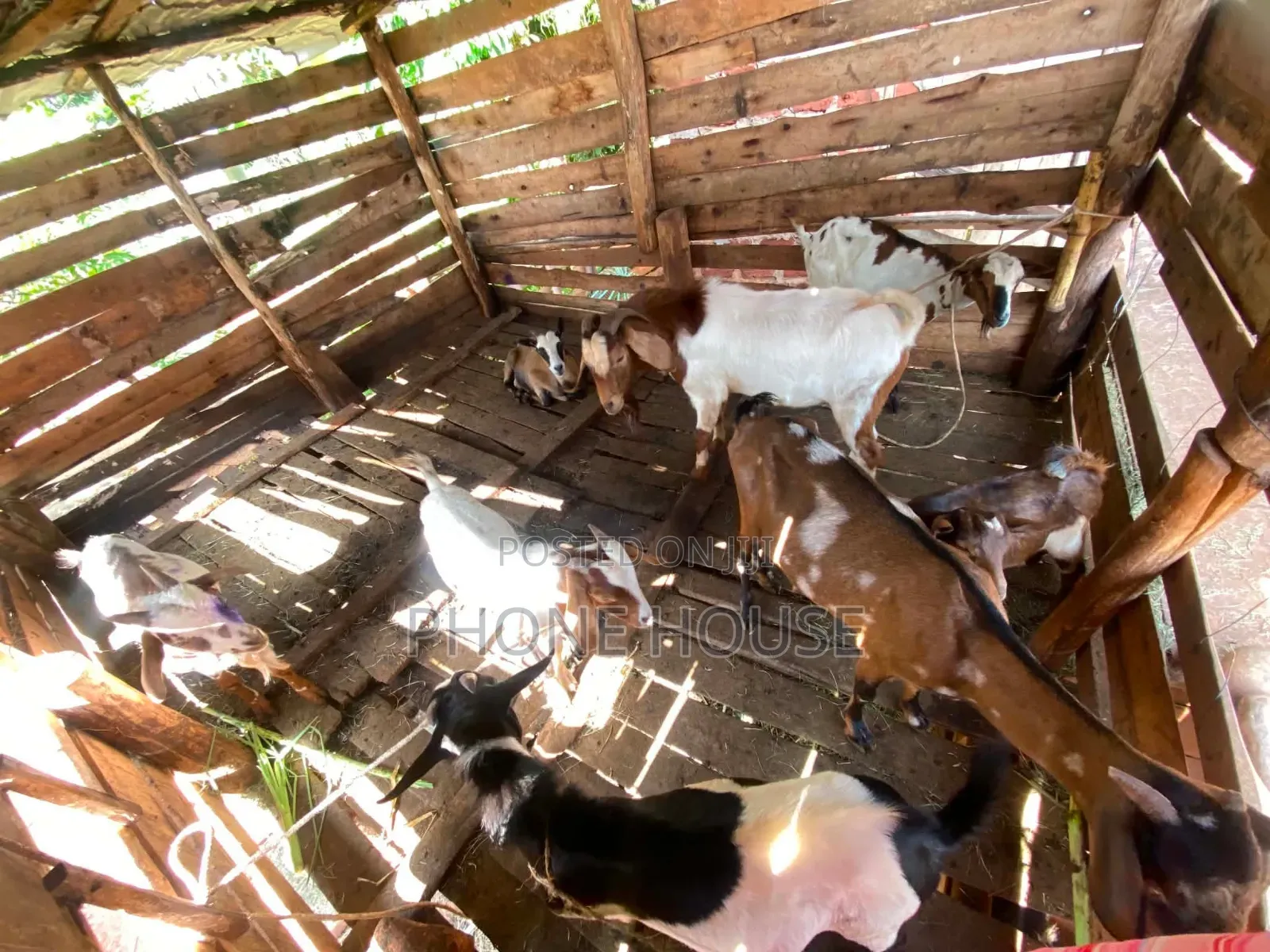 Goats Local Boer and Savanna for Eid ,Farm and Dhuhiya
