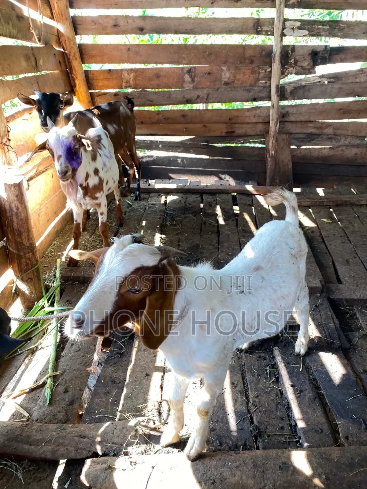 Goats Local Boer and Savanna for Eid ,Farm and Dhuhiya