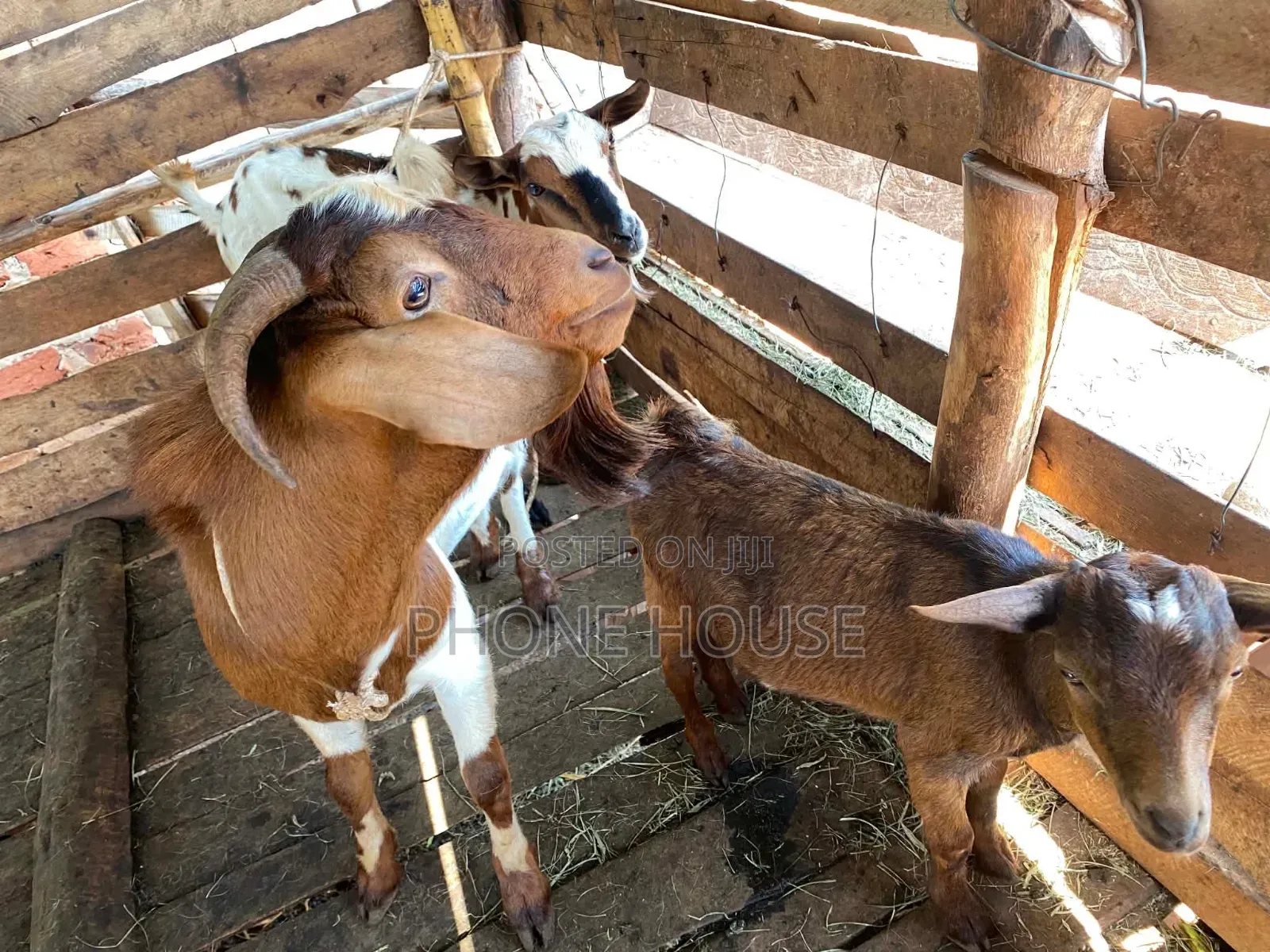 Goats Local Boer and Savanna for Eid ,Farm and Dhuhiya