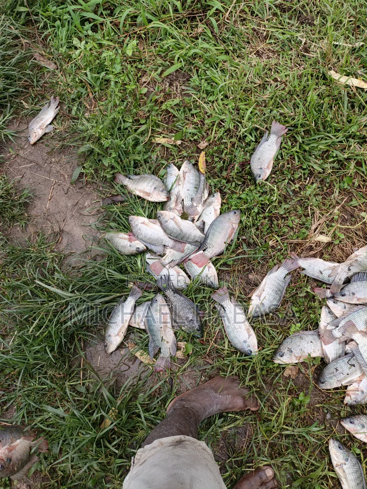 Fish Tilapia