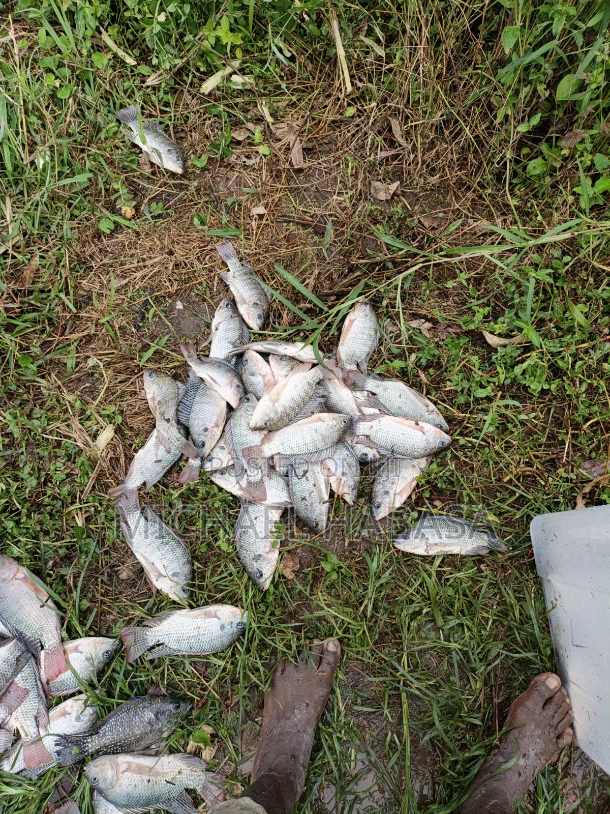 Fish Tilapia