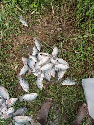 Fish Tilapia