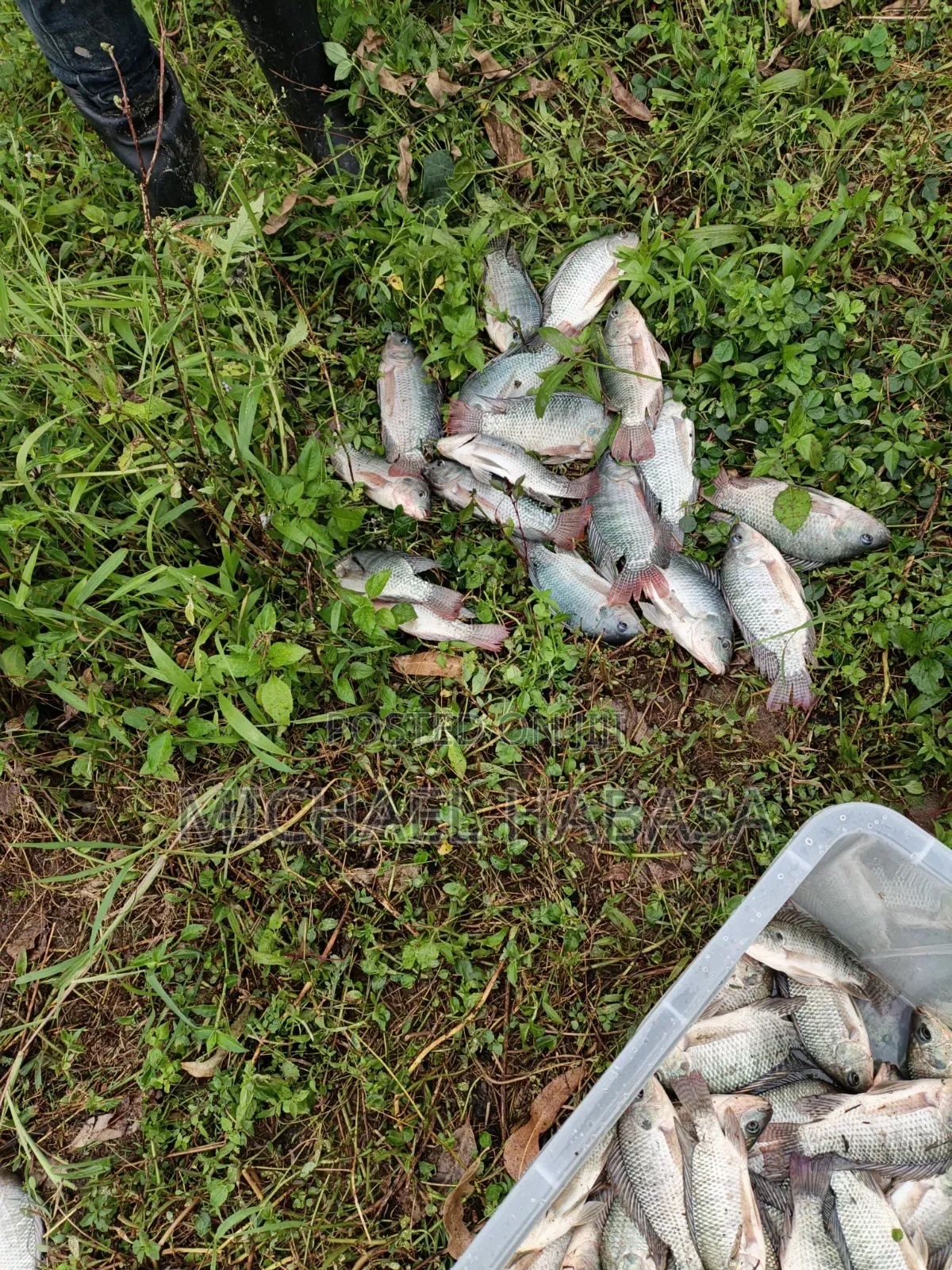 Fish Tilapia