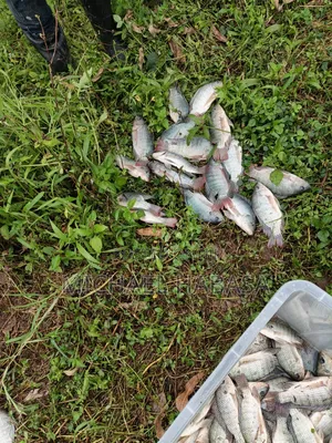 Fish Tilapia