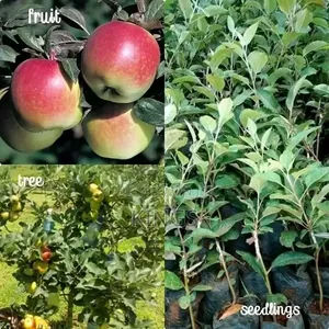 Apple Seedlings