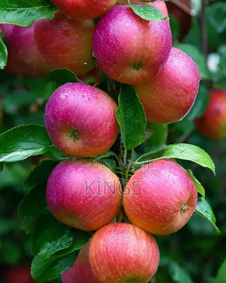 Apple Seedlings