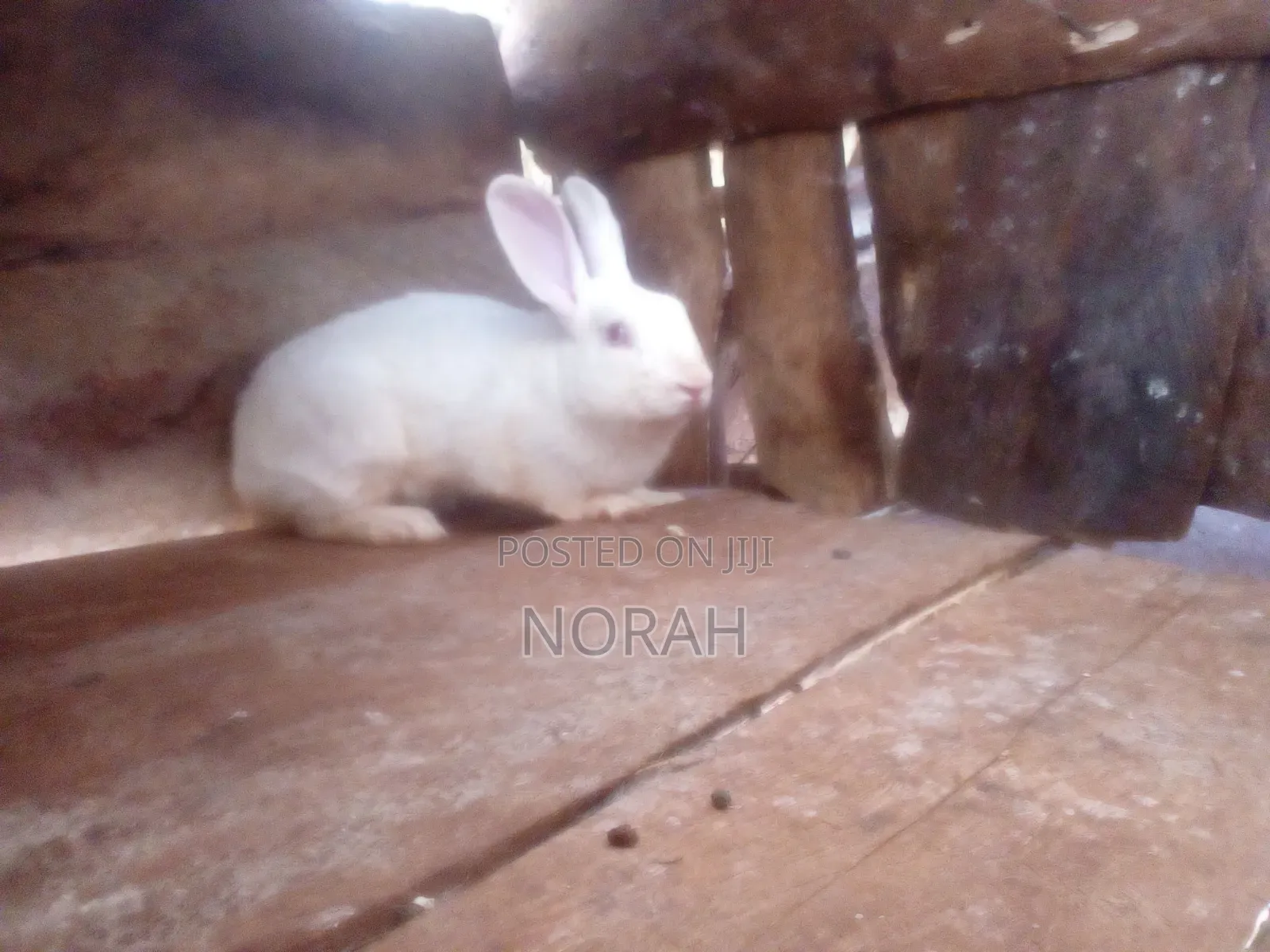 Rabbit Farm Keeping