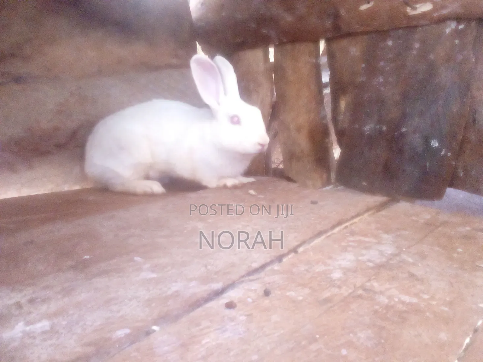 Rabbit Farm Keeping