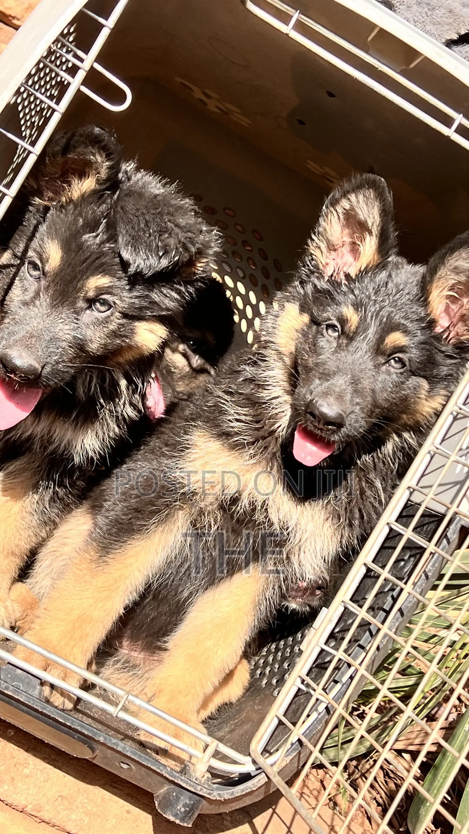 1-3 months Male Purebred German Shepherd