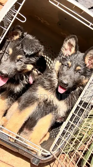 1-3 months Male Purebred German Shepherd