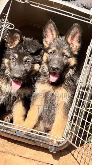 1-3 months Male Purebred German Shepherd