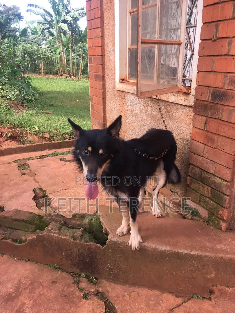 1+ year Male Purebred German Shepherd