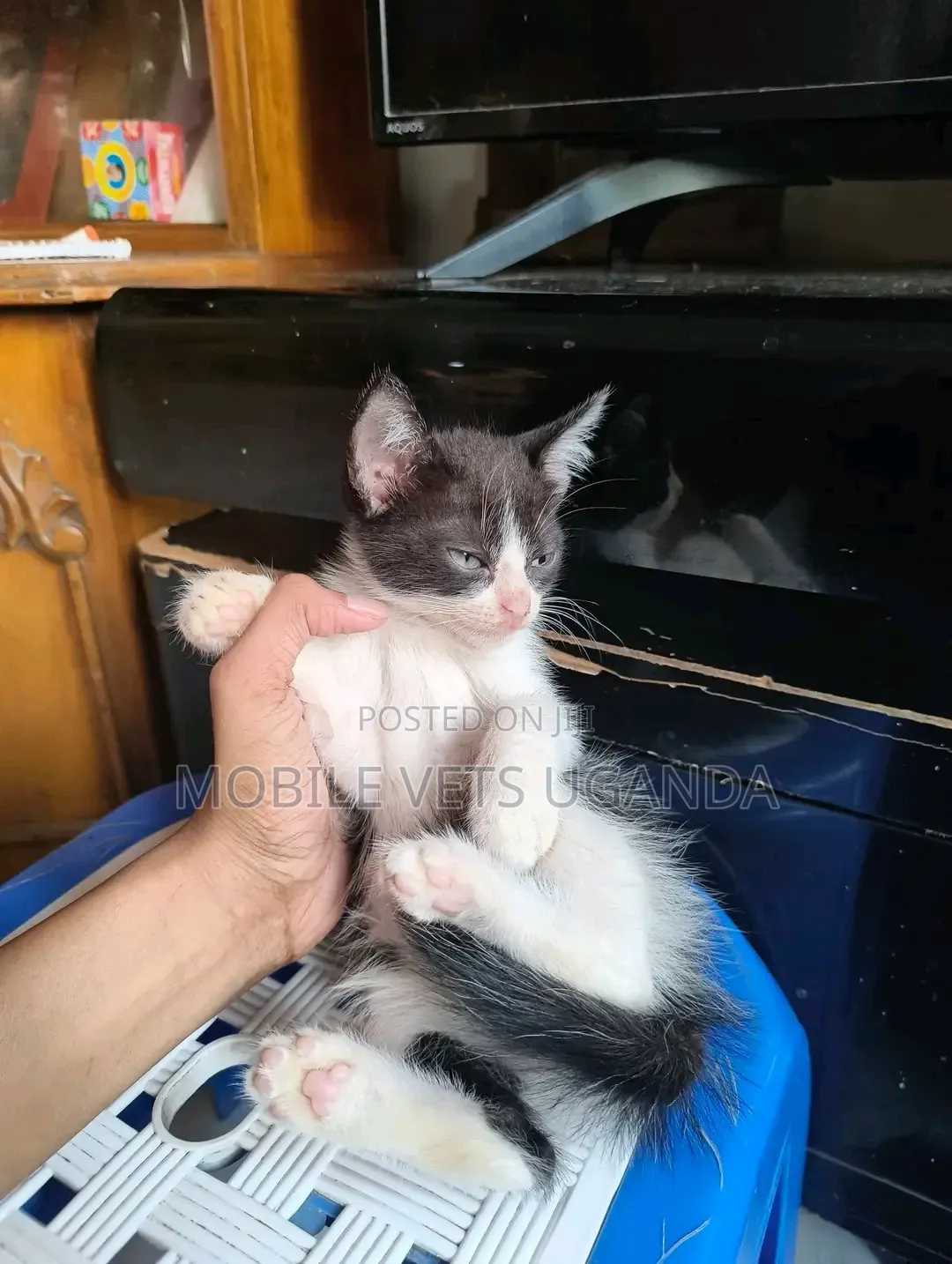 3-6 months Female Purebred Bombay