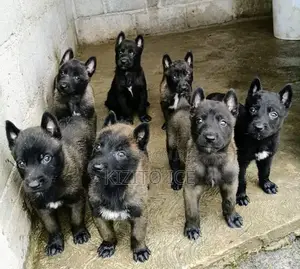 0-1 month Male Purebred German Shepherd