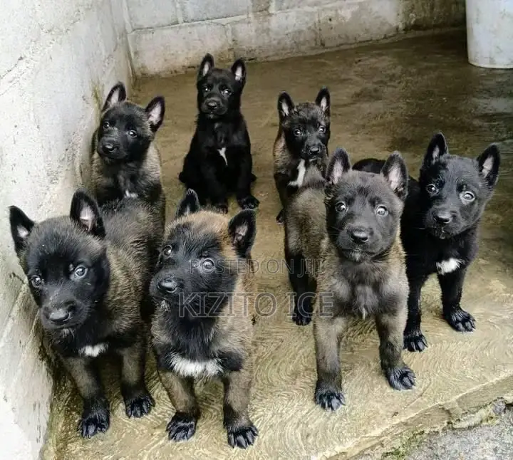 0-1 month Male Purebred German Shepherd