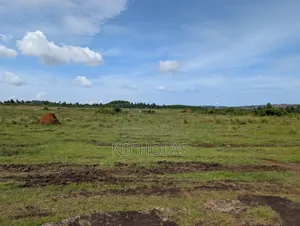 Ssisa Ngongolo 50*100ft