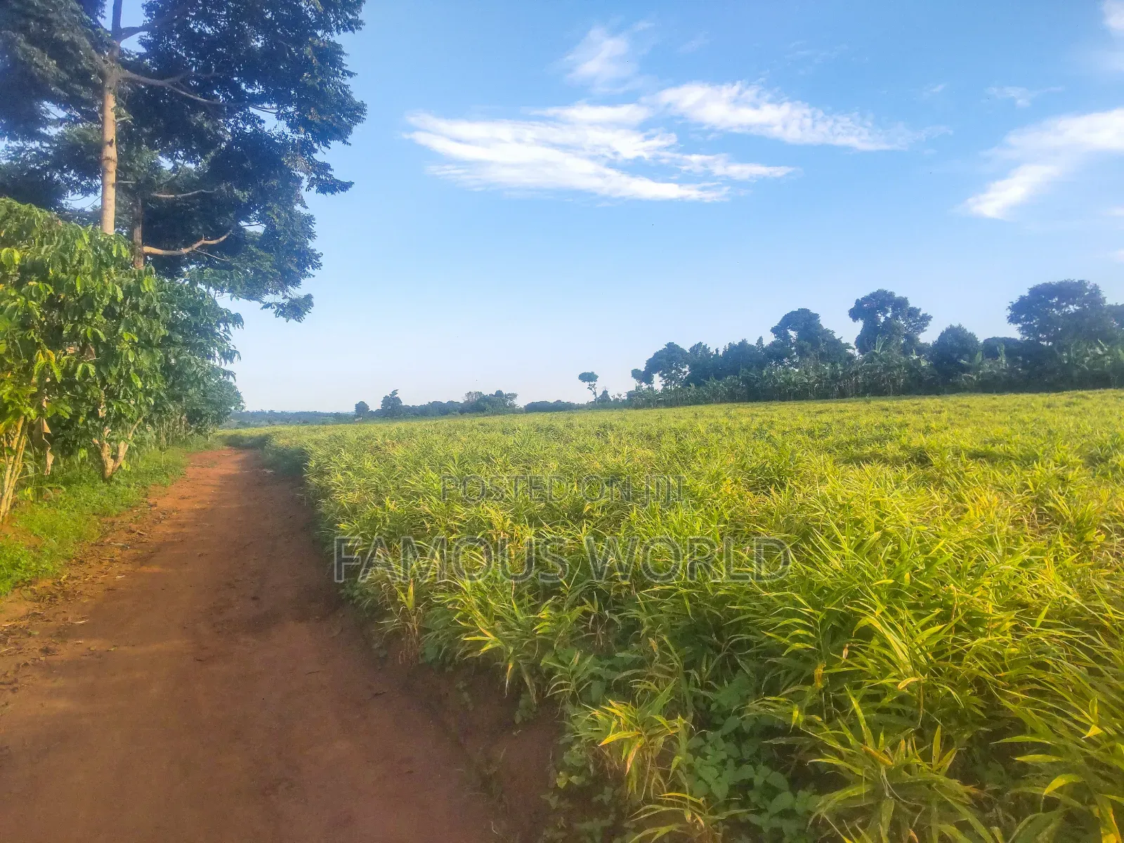 Mpigi Kamengo Land on Sale With Ntangawizi Plantation