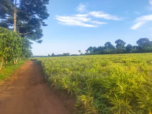 Mpigi Kamengo Land on Sale With Ntangawizi Plantation
