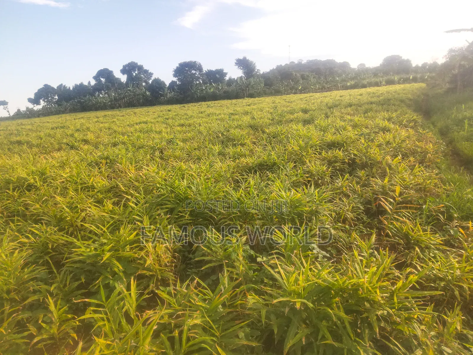 Mpigi Kamengo Land on Sale With Ntangawizi Plantation