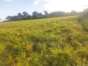 Mpigi Kamengo Land on Sale With Ntangawizi Plantation