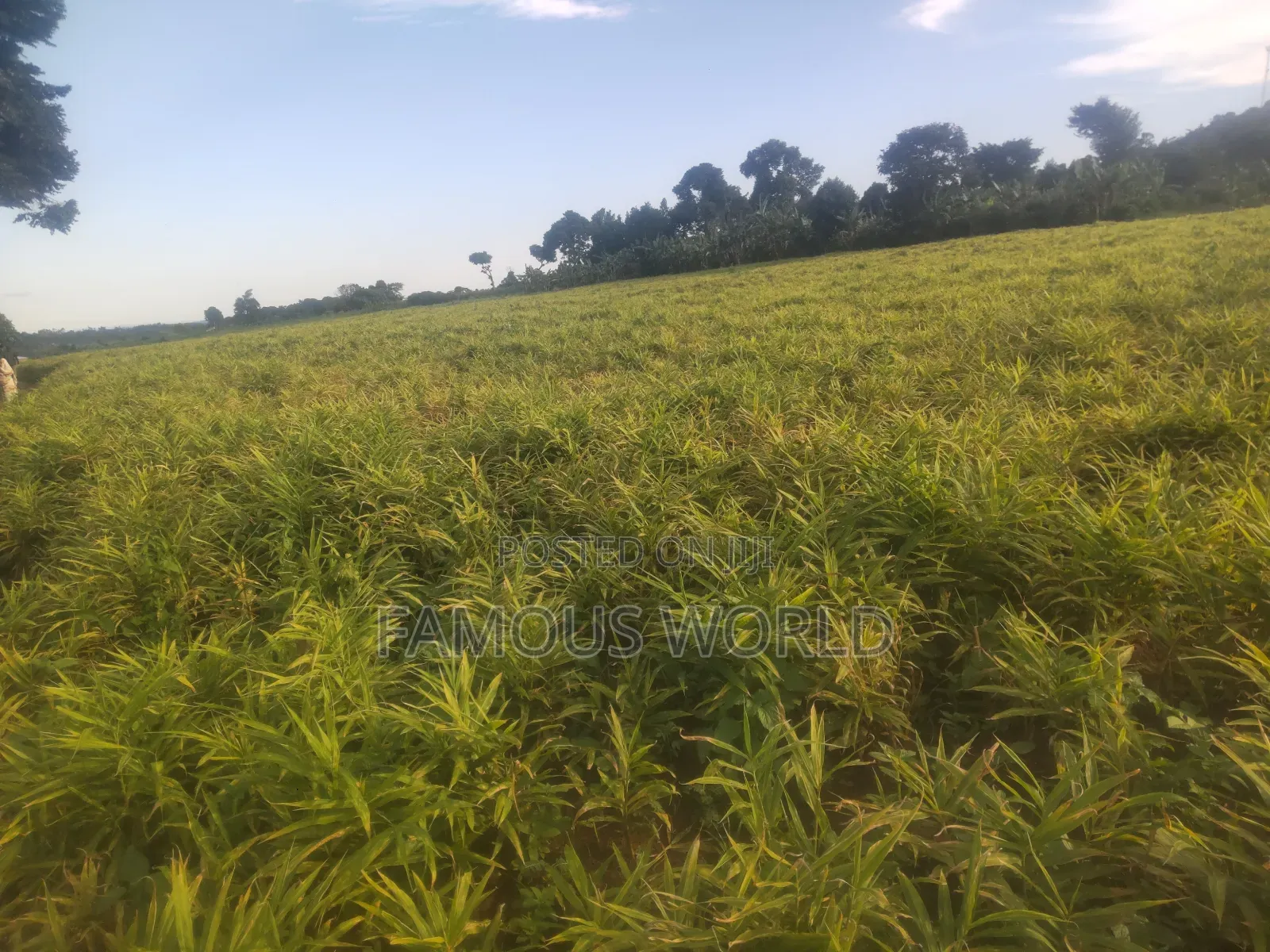 Mpigi Kamengo Land on Sale With Ntangawizi Plantation