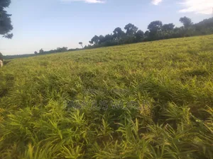 Mpigi Kamengo Land on Sale With Ntangawizi Plantation