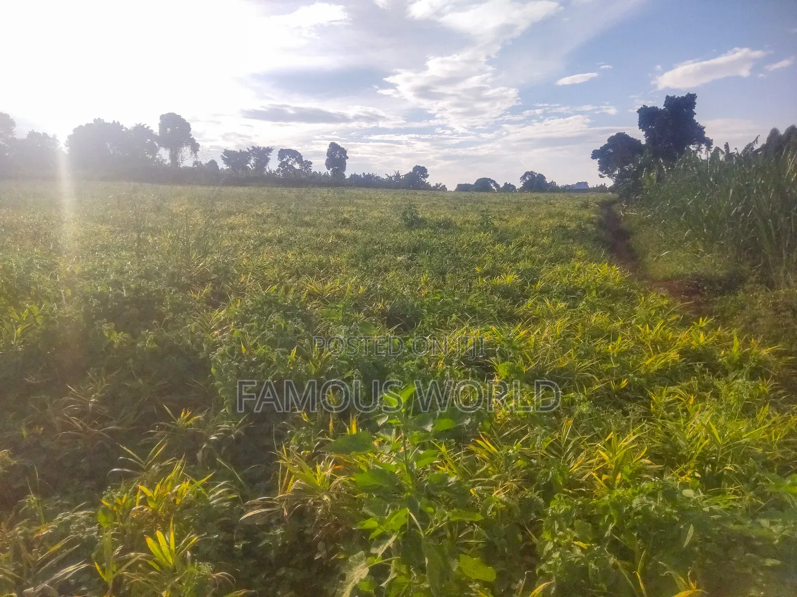 Mpigi Kamengo Land on Sale With Ntangawizi Plantation
