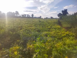 Mpigi Kamengo Land on Sale With Ntangawizi Plantation