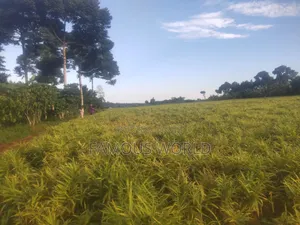 Mpigi Kamengo Land on Sale With Ntangawizi Plantation