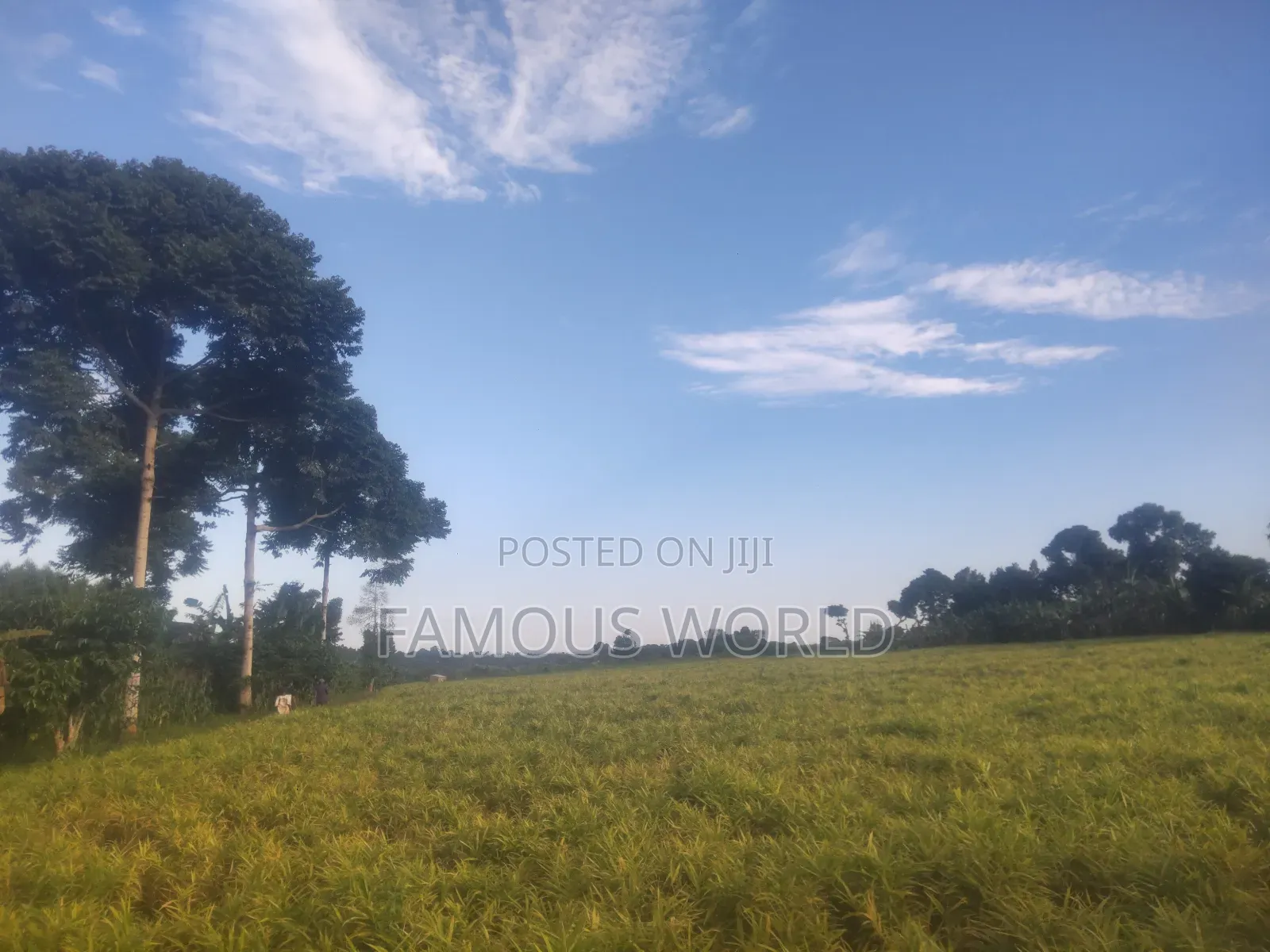 Mpigi Kamengo Land on Sale With Ntangawizi Plantation