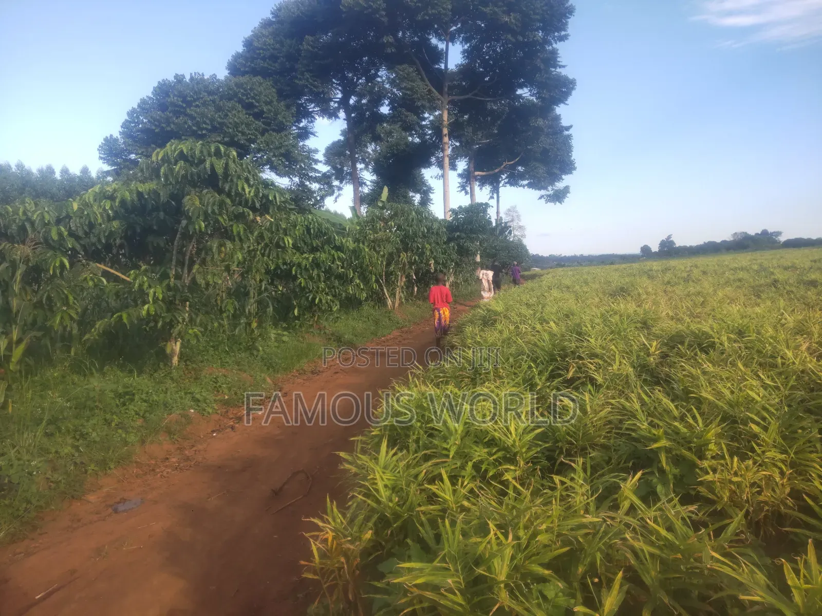 Mpigi Kamengo Land on Sale With Ntangawizi Plantation