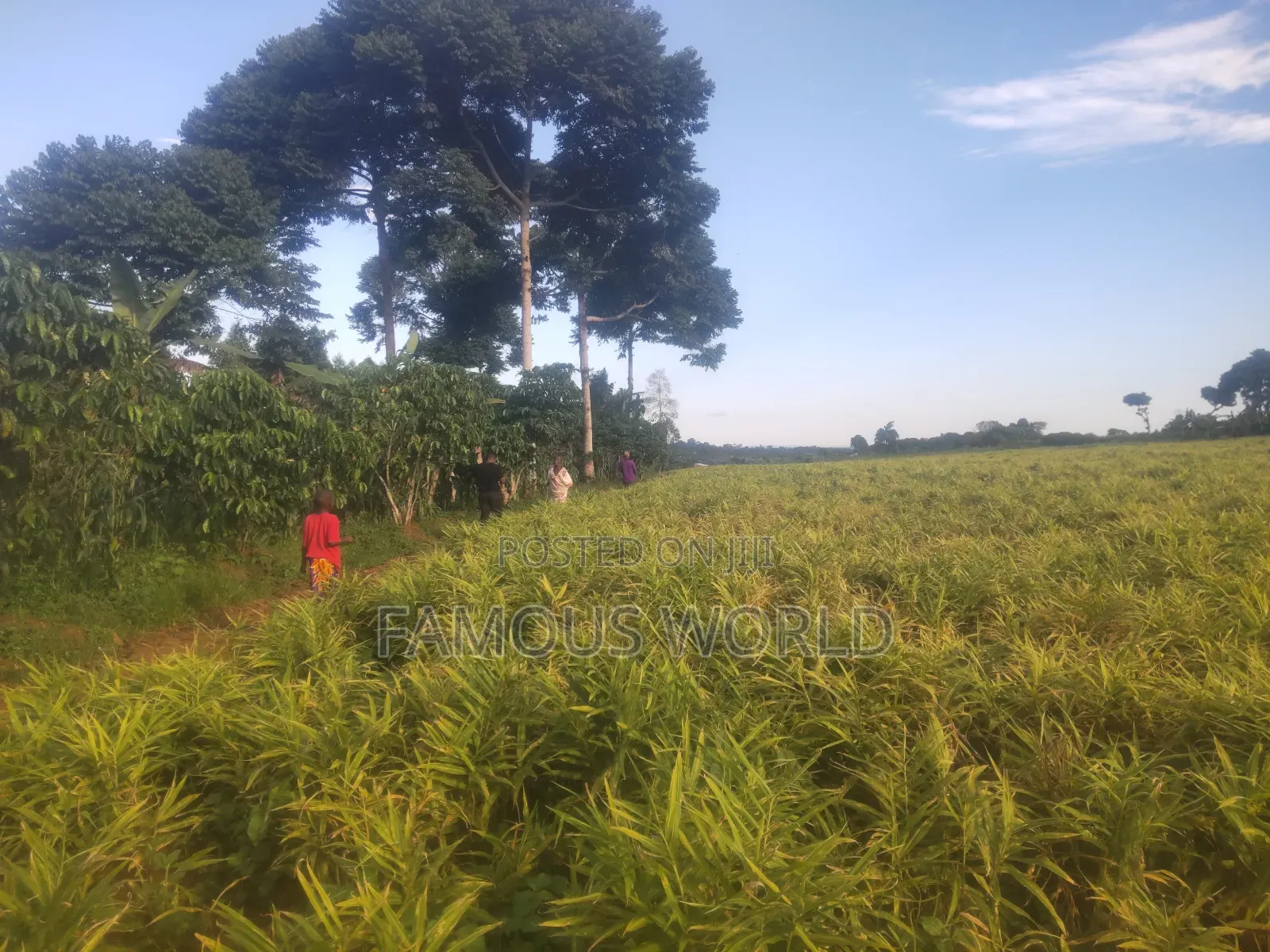 Mpigi Kamengo Land on Sale With Ntangawizi Plantation