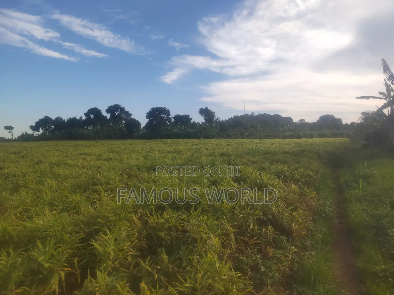 Mpigi Kamengo Land on Sale With Ntangawizi Plantation