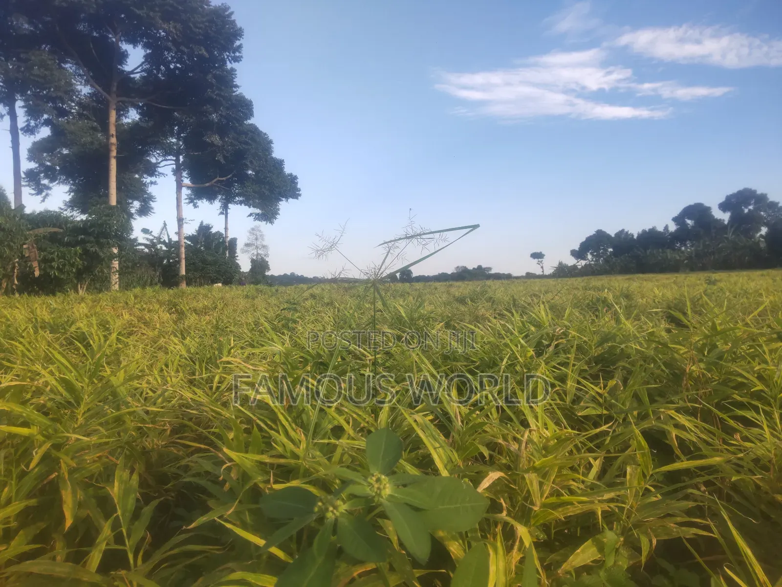 Mpigi Kamengo Land on Sale With Ntangawizi Plantation