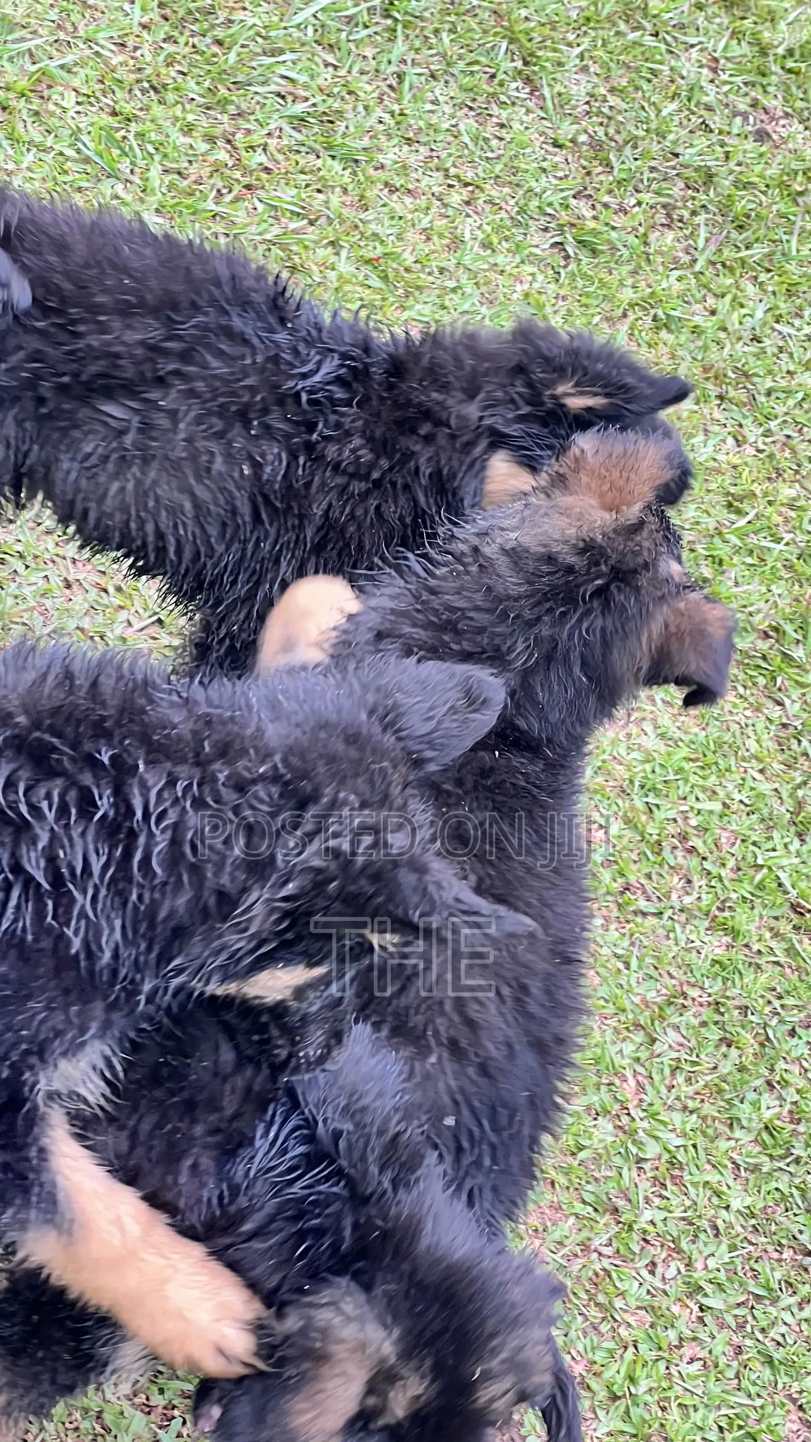 1-3 months Male Purebred German Shepherd