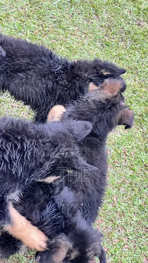 1-3 months Male Purebred German Shepherd