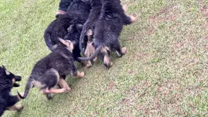 1-3 months Male Purebred German Shepherd
