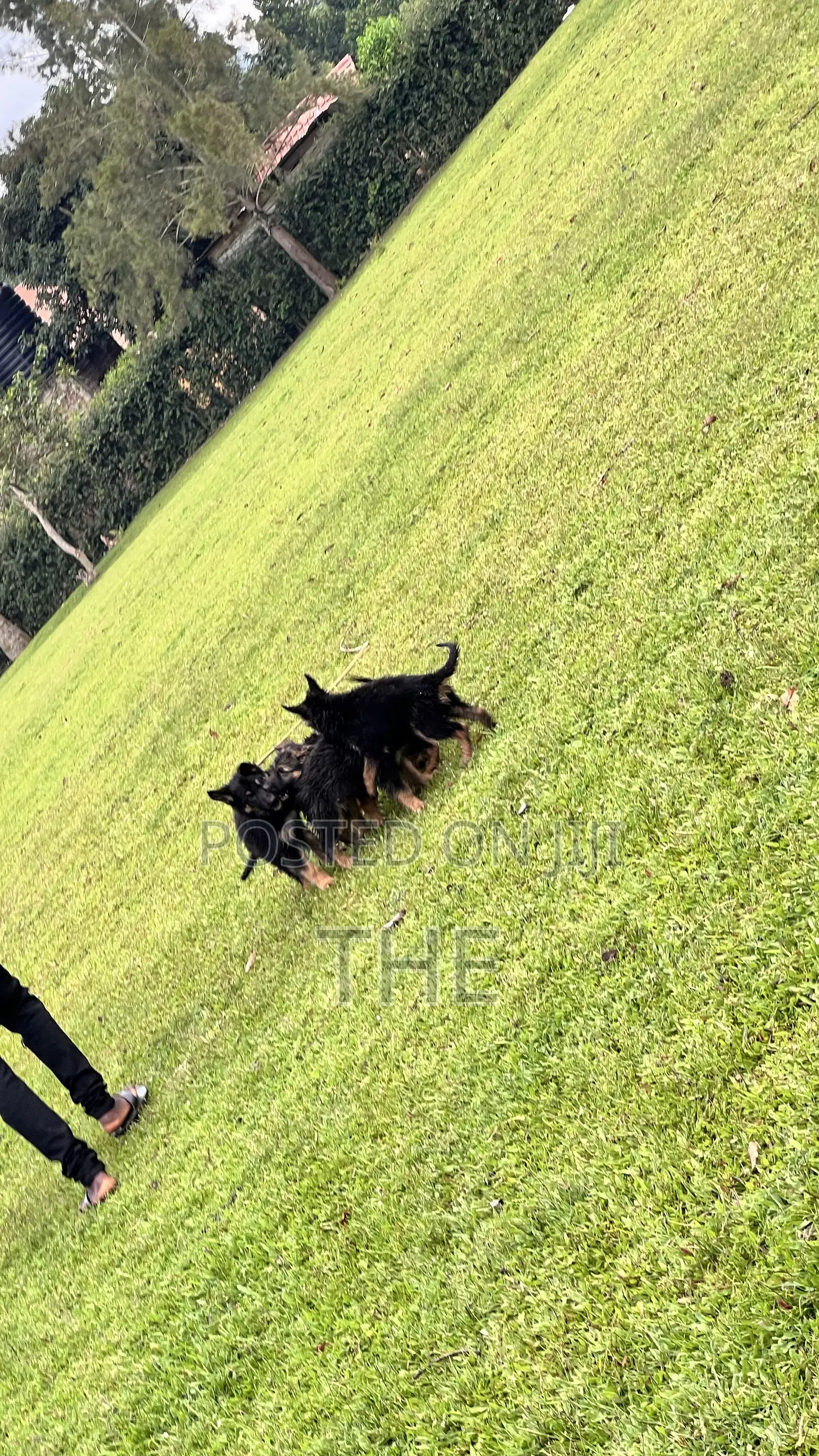 1-3 months Male Purebred German Shepherd