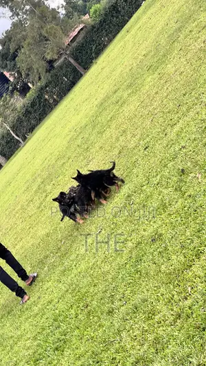 1-3 months Male Purebred German Shepherd