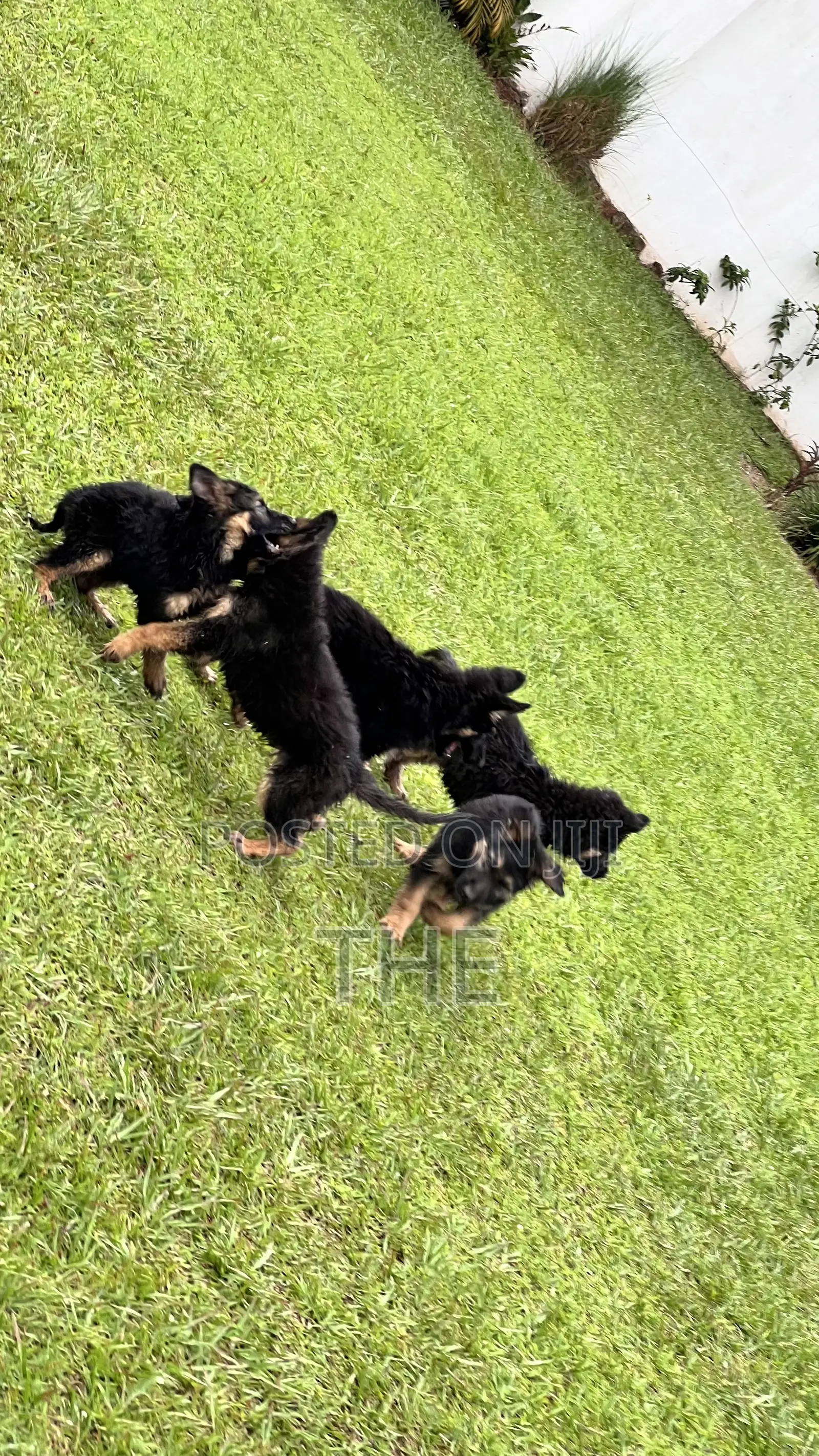 1-3 months Male Purebred German Shepherd