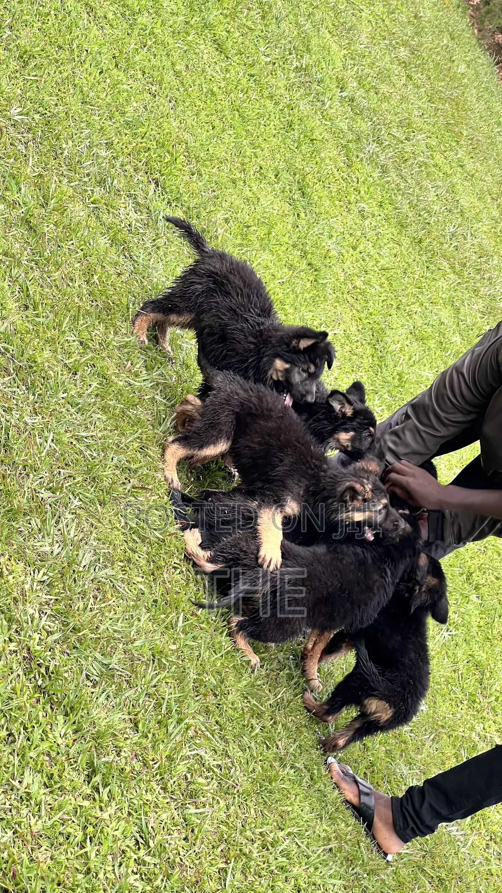 1-3 months Male Purebred German Shepherd