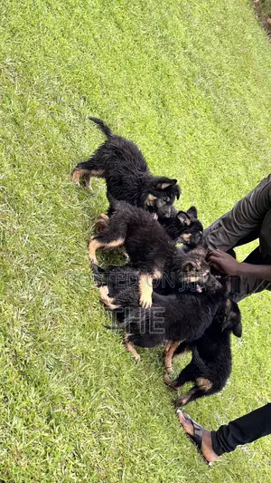 1-3 months Male Purebred German Shepherd